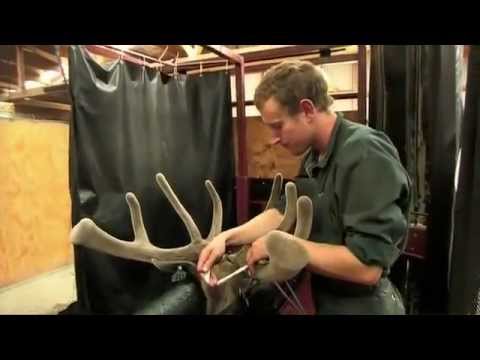 how to collect shed antlers