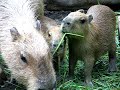 The Next Capybara\ The Next Capybara\