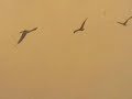 dutch treat