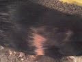 our guniea pig baby and friends our guniea pig baby and friends