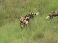 Wild Dogs Attack Impala