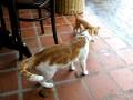 videos de Thai Cats playing 1