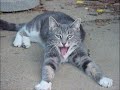 Animals laughing - Laughing animals