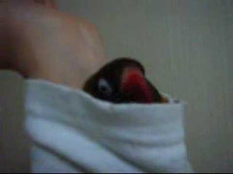 有袋類のボタンインコ ナナ