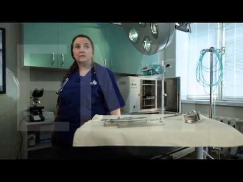 Агрессия у собак и кошек. Бешенство.