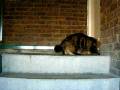 videos de Xena the Great Explorer