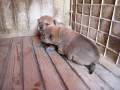 柴犬子犬生後18日