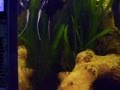 Acuariofilia 1