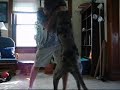 Dog attack Dog attack