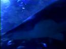 Great Whte + Other Tropical Fish Australia