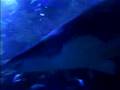 Great Whte + Other Tropical Fish Australia