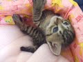 Gizmo the kitty
