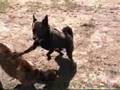 Bad Dog Fight Attacks Maggie