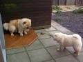 videos de chow chow Zahir & Azhar - the big chase :D