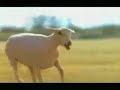 Budweiser Streaker
