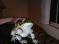Preview for walking with toads