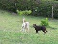 PERRONALIDAD- Residencia canina. Medellín, Colombia