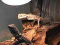 CICCI&PICCI (baby Pogona Vitticeps) CICCI&PICCI (baby Pogona Vitticeps)