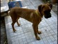 Bichón Boloñés video