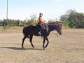 a cavallo al trotto