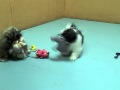 View Video