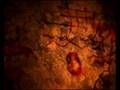 2ambientes - Ortodoncia / Gypsy Woman
