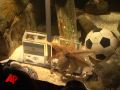 Raw Video:Psychic Octopus Predicts German WC Win