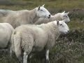hill gather aug \