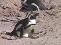 South Africa-Cape Town-Boulders Beach-African penguins