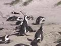 South Africa-Cape Town-Boulders Beach-African penguins