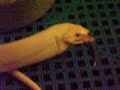 Thoth Eating Dinner