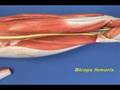 Leg Model - Thigh - Posterior Compartment