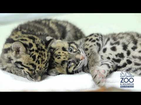 leopard cub