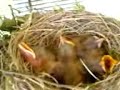 robin gives birth to 4 baby birds in our fern