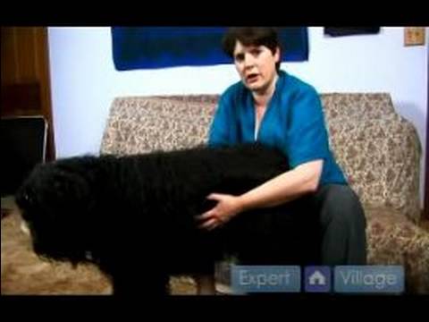 how to relieve dog bloat