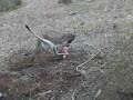 Kangaroo