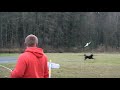 Kamikaze field, dogs,, rookies n vulture-cams crashes Kamikaze field, dogs,, rookies n vulture-cams crashes