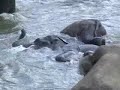 Pinnewala Elephant Orphanage, Sri Lanka
