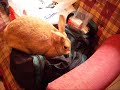 pipi  a coelhinha arrumadeira!