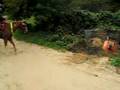Obstacle on the Trail