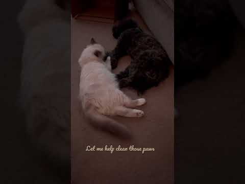 Best Animal Friends, cat cleans his dog brother’s paws
