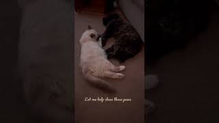 Best Animal Friends, cat cleans his dog brother’s paws