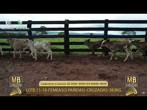 526� LEIL�O VIRTUAL MB LEIL�ES