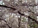 さくら満開動画11