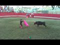 Portuguese Bloodless Bullfights Artesia25 Portuguese Bloodless Bullfights Artesia25