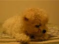My Maltipoo Puppy Lola My Maltipoo Puppy Lola