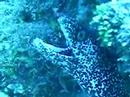 Spotted Eel in Bahamas Spotted Eel in Bahamas