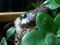 NICE Kassina Maculata NICE Kassina Maculata