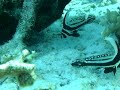 Spotted Drum (Fish) Spotted Drum (Fish)