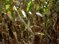 Choppin Corn